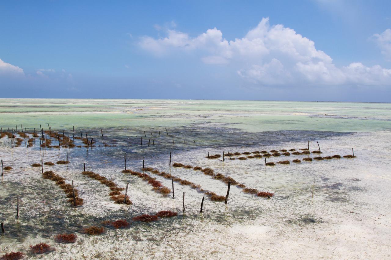 Ujamaa Beach Resort Makunduchi エクステリア 写真